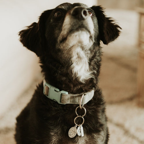 Saints Francis and Anthony Pet Blessing Tag